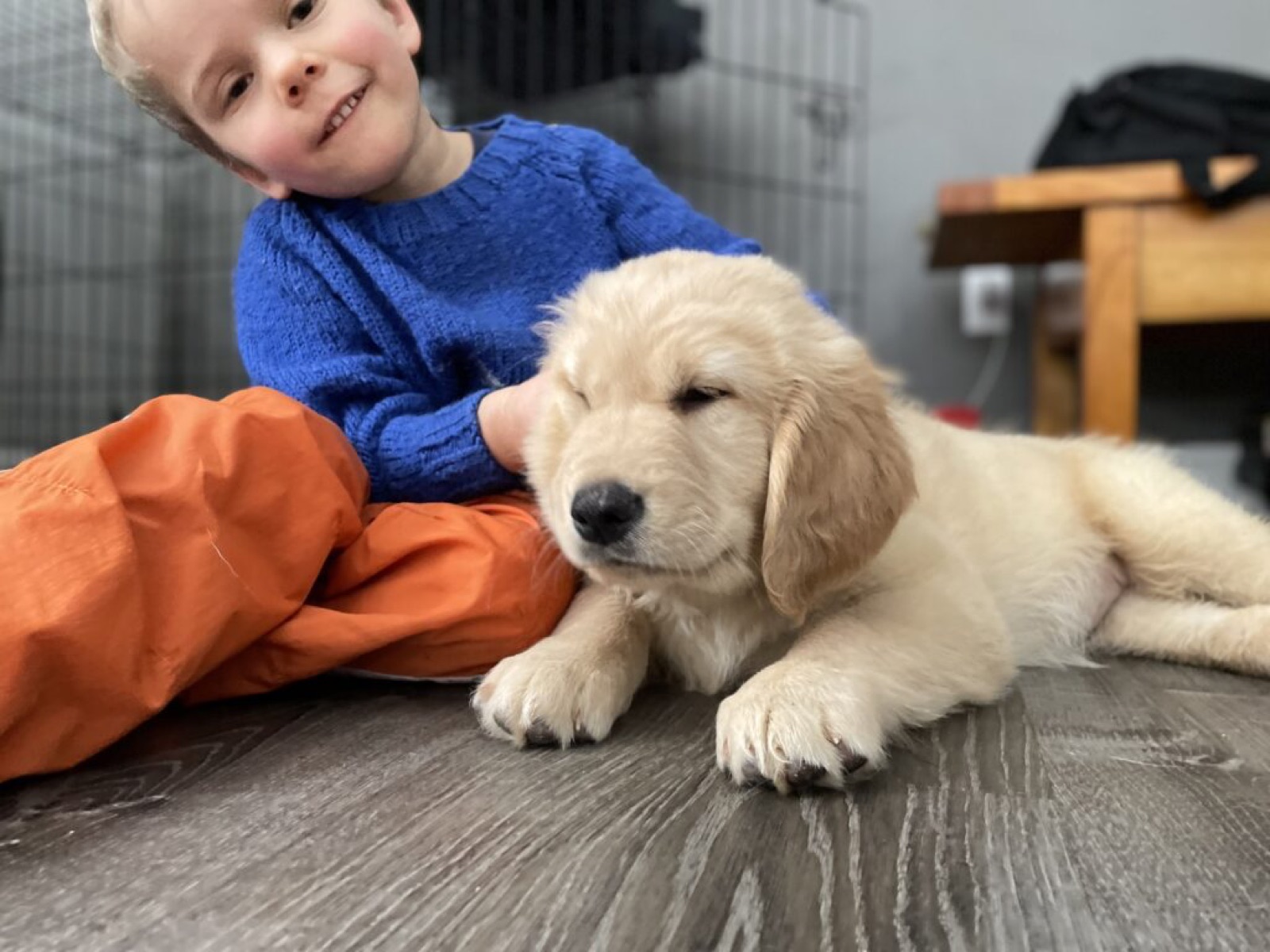 Golden Retriever