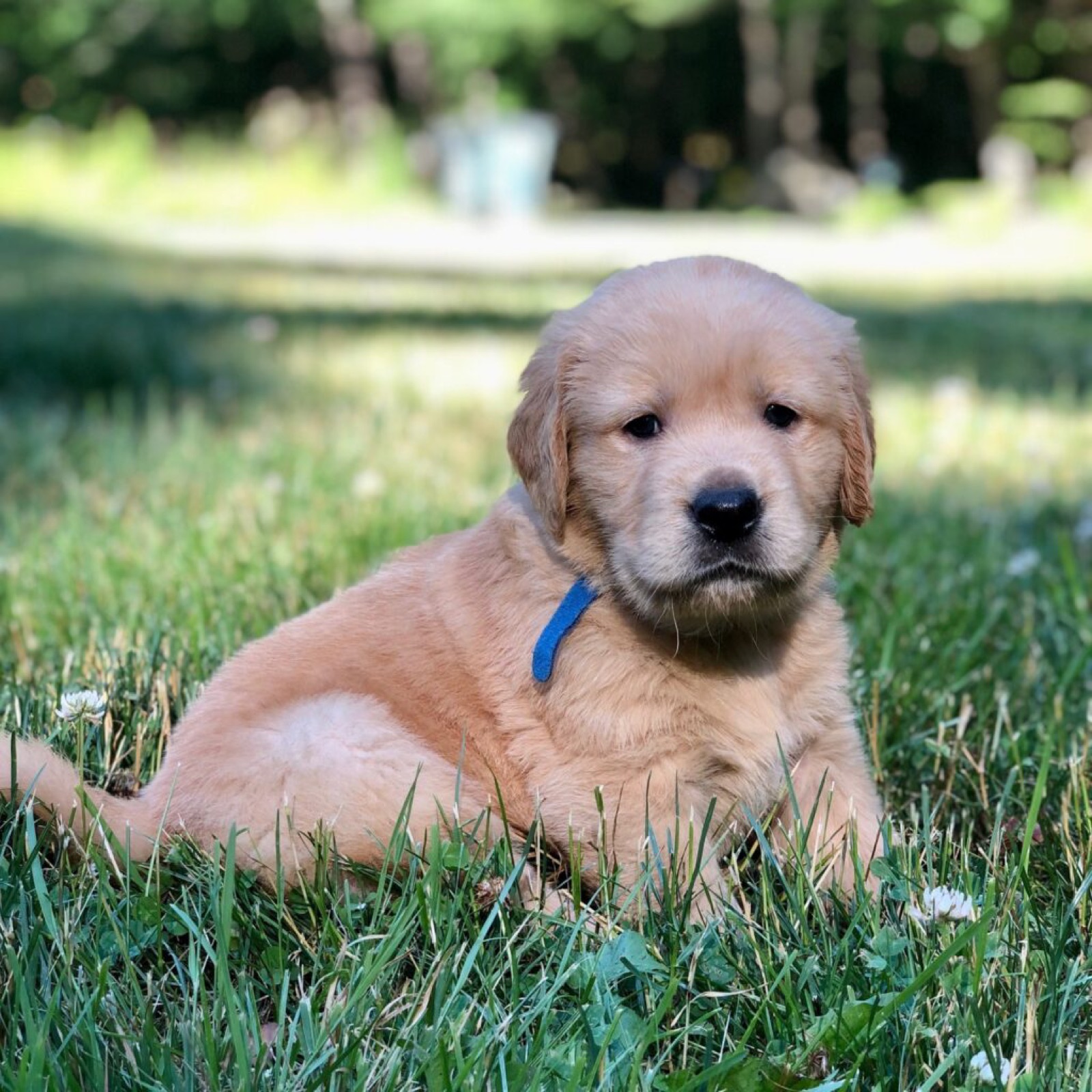 Golden Retriever in the yard