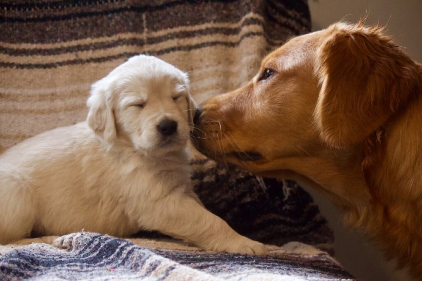 Golden inspecting a puppy
