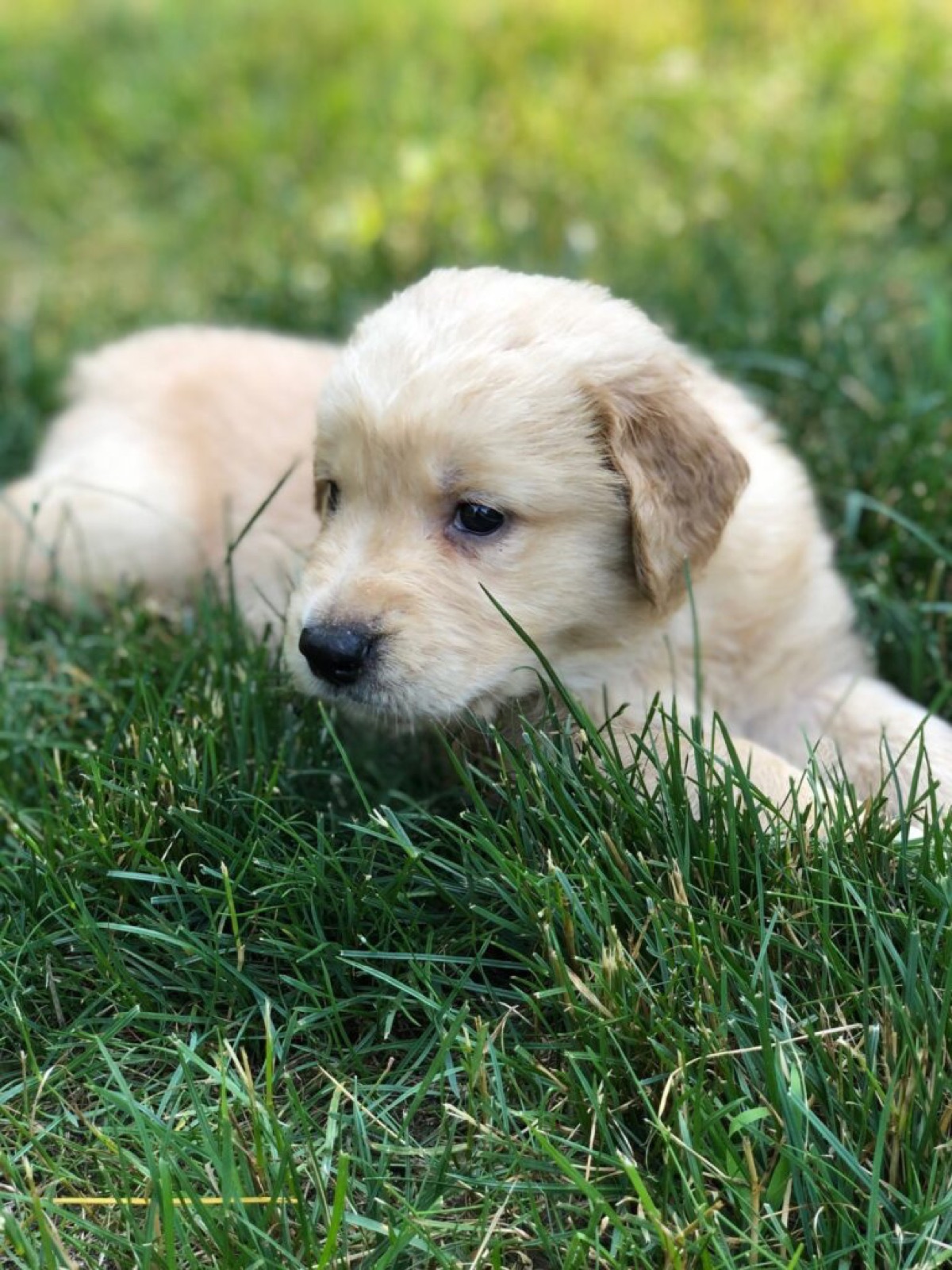 Golden Retriever in the yard