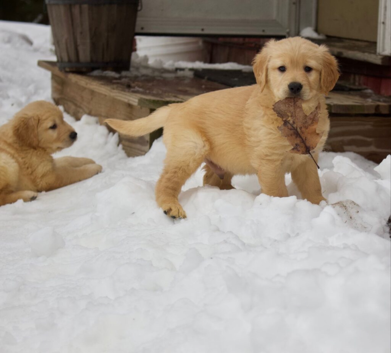 Golden Retriever in the snow