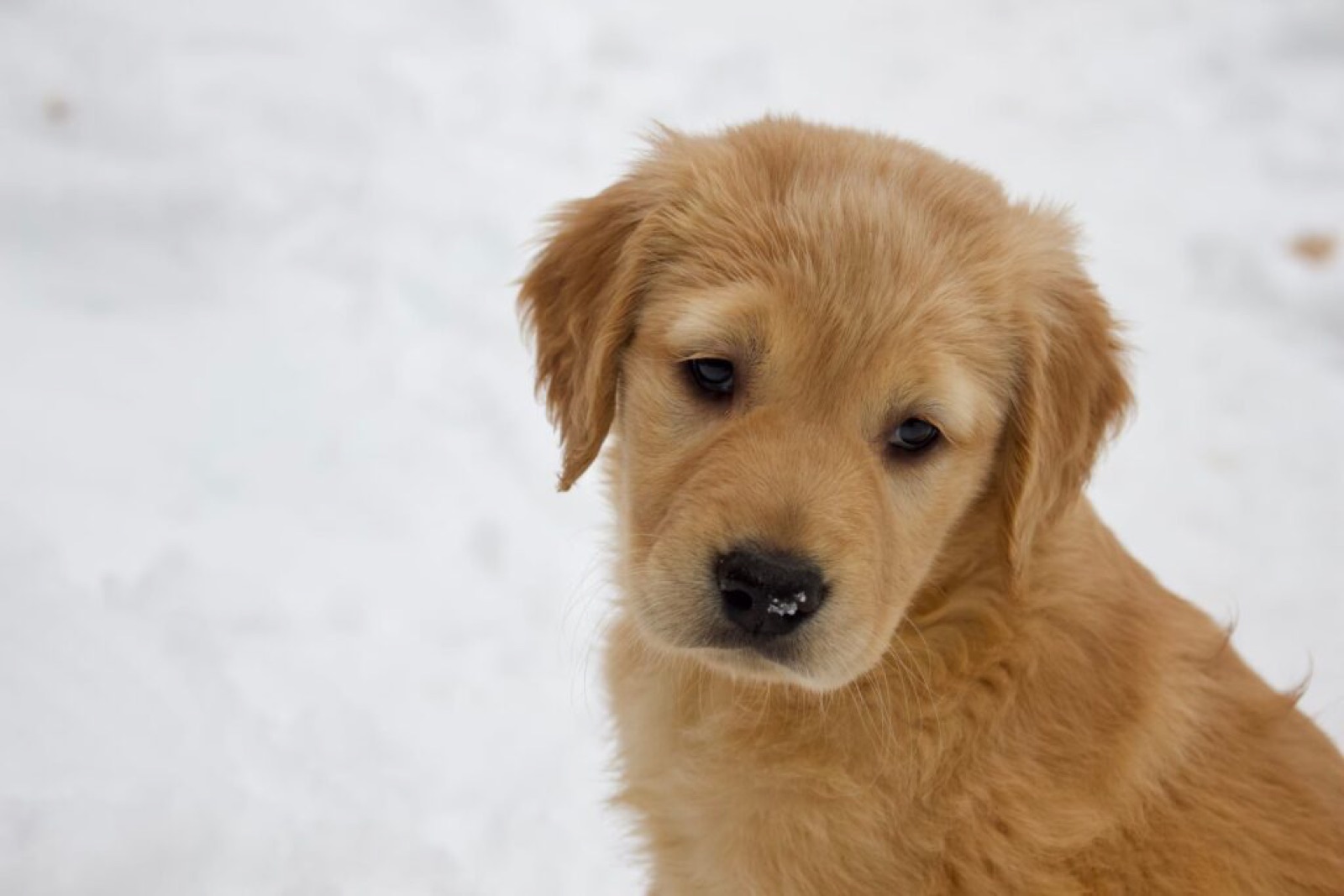 Golden Retriever in the snow