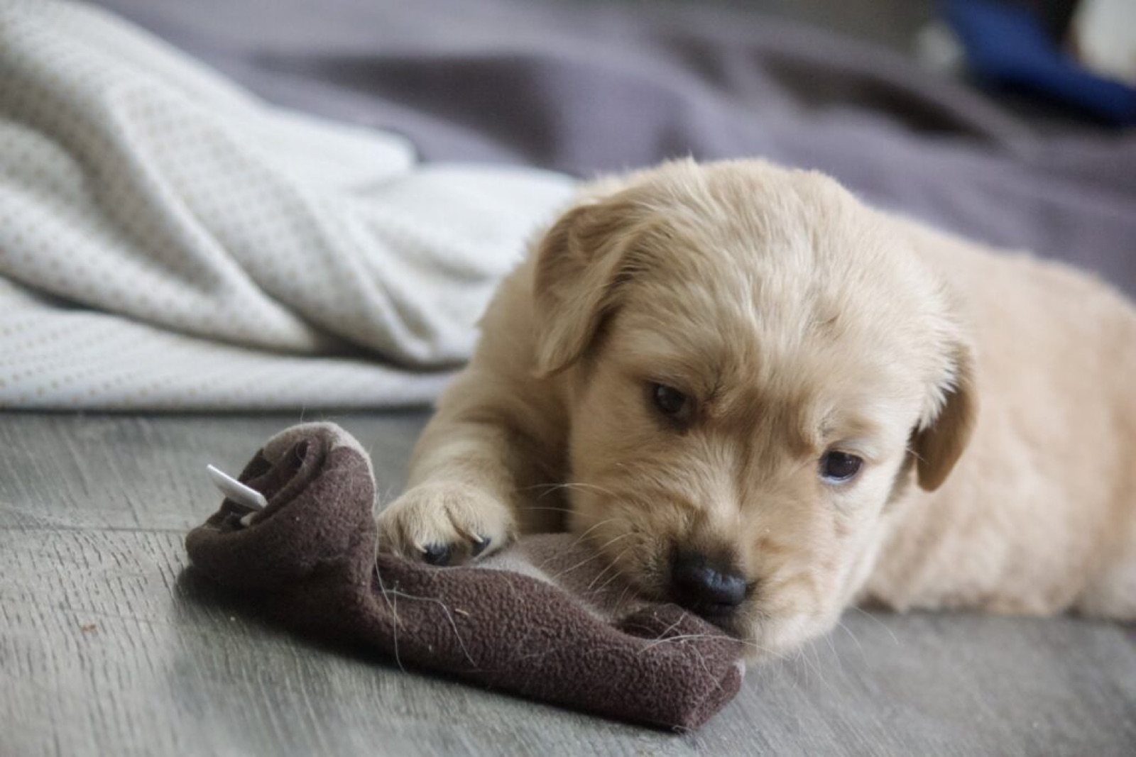 Golden Retriever with a mitten