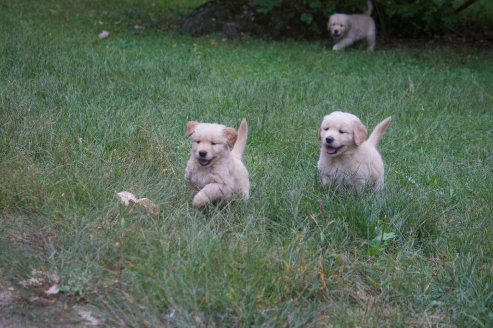 Golden Retriever in the yard