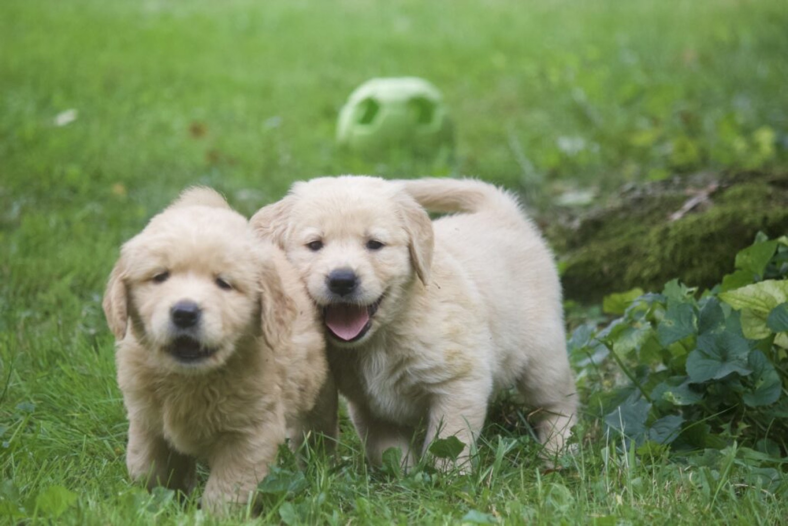 Golden Retrievers together in the yard