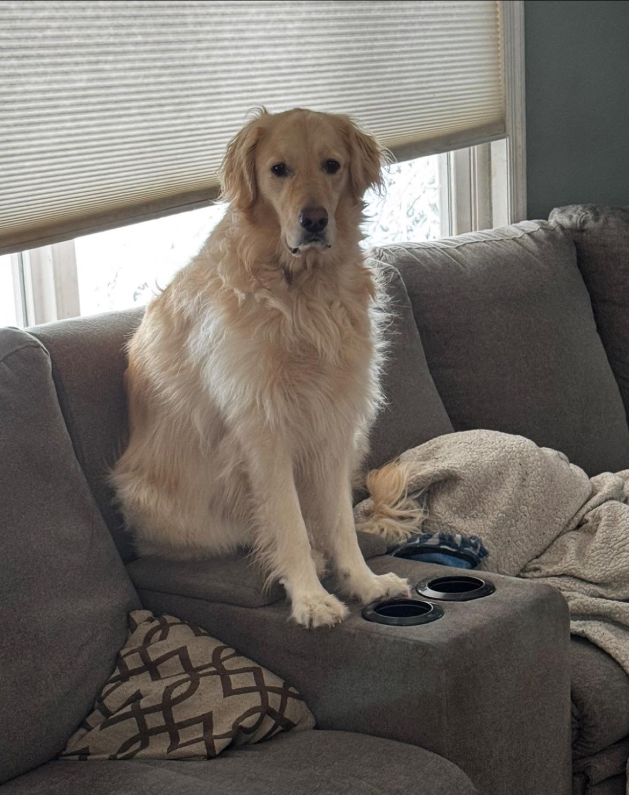 Golden Retriever portrait