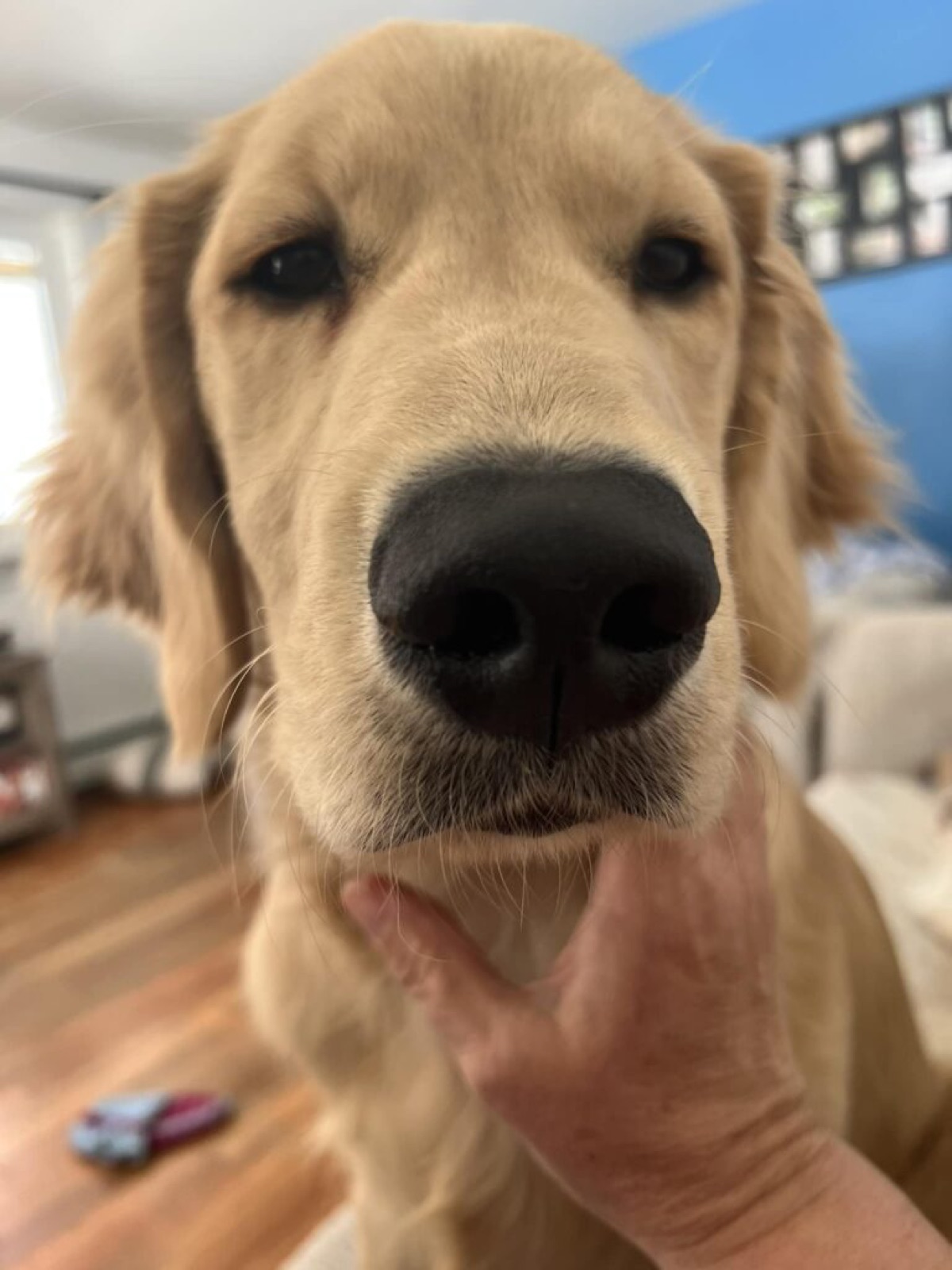 Golden Retriever portrait