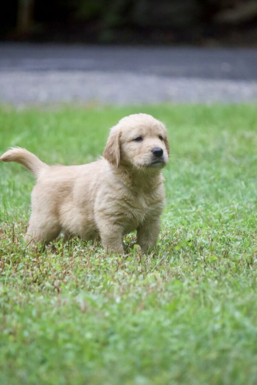 Golden Retriever standing in the yard